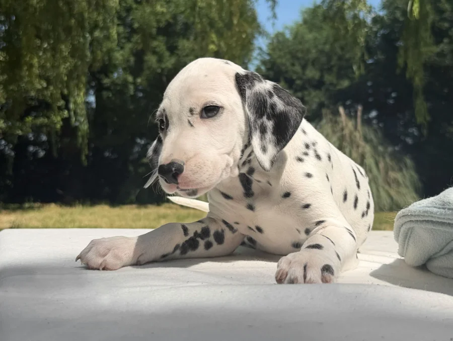 Vendita Cuccioli Dalmata