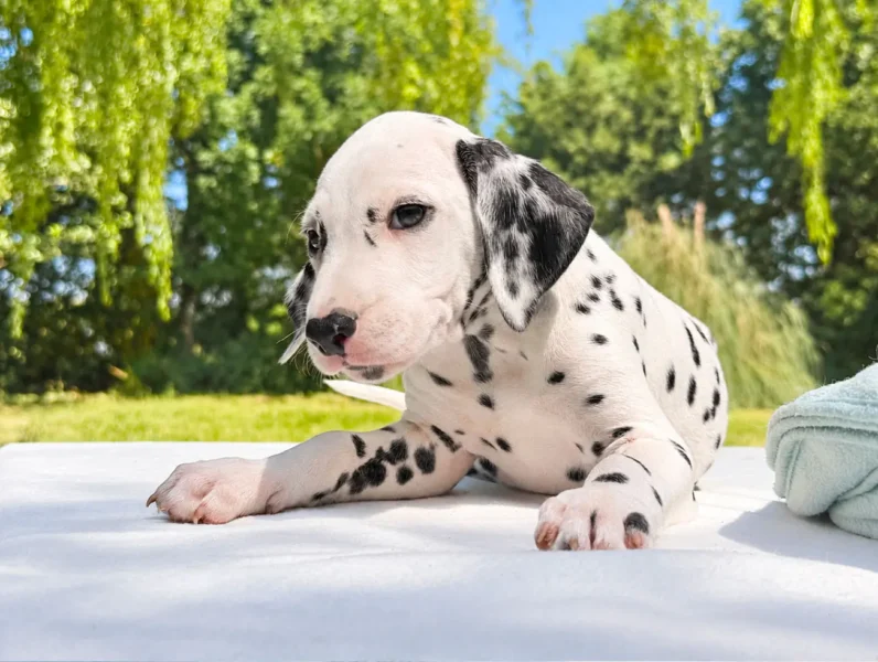 Dalmata Togan3 1