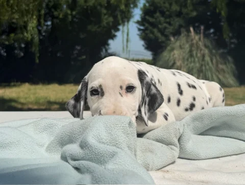 Cuccioli Dalmata