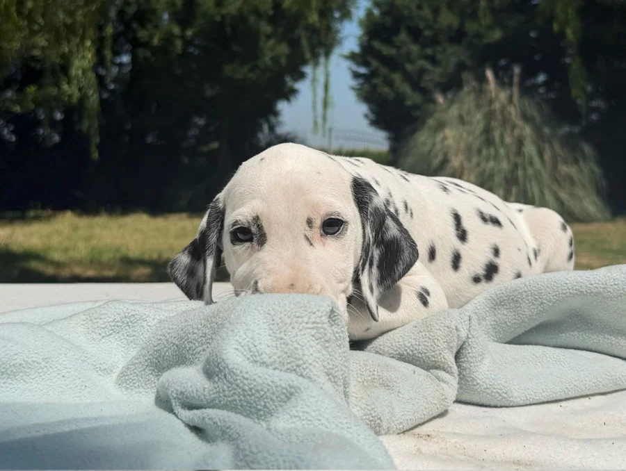 Cuccioli Dalmata