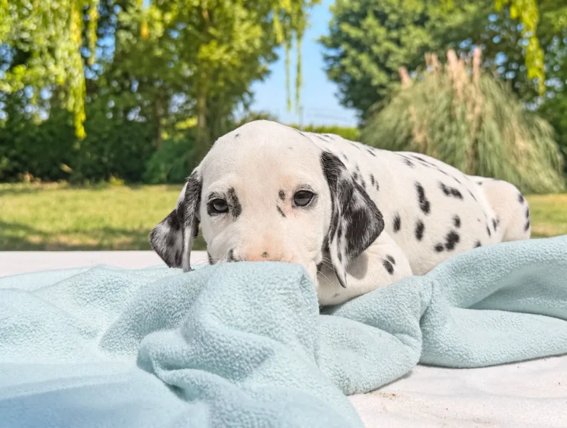 Dalmata Togan4 1