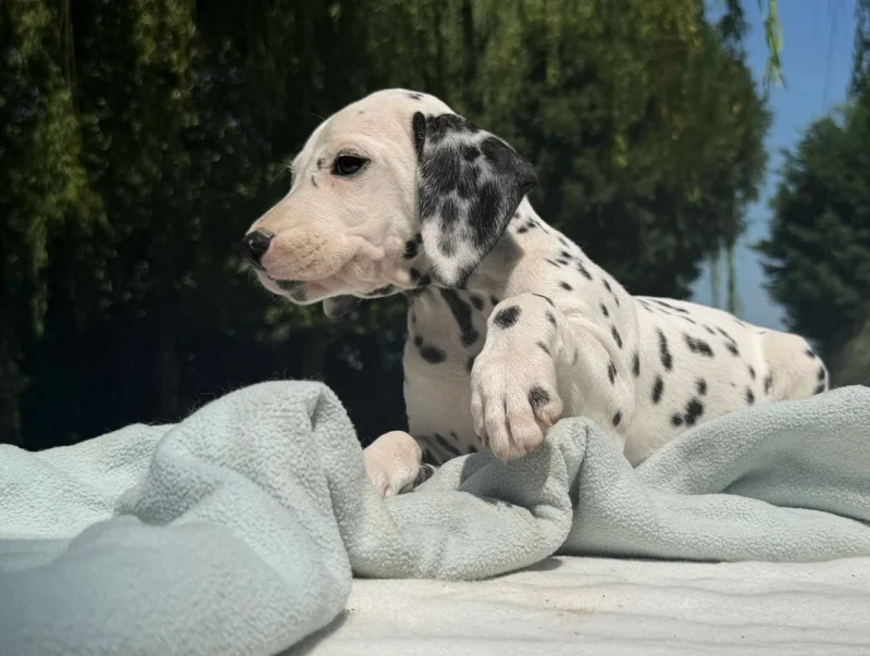 Allevamento Cuccioli Dalmata