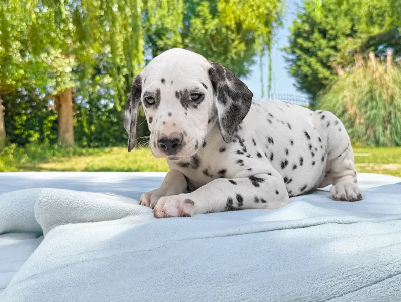 Dalmata Cuccioli
