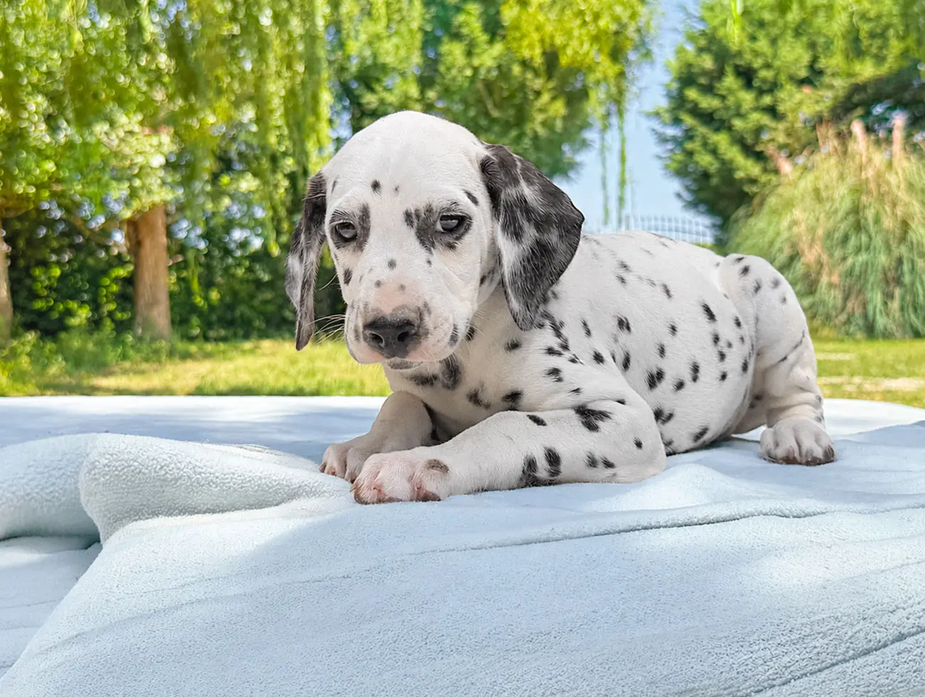 Dalmata Cuccioli