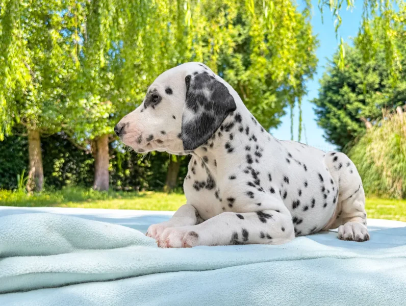 Dalmata Weston2 1