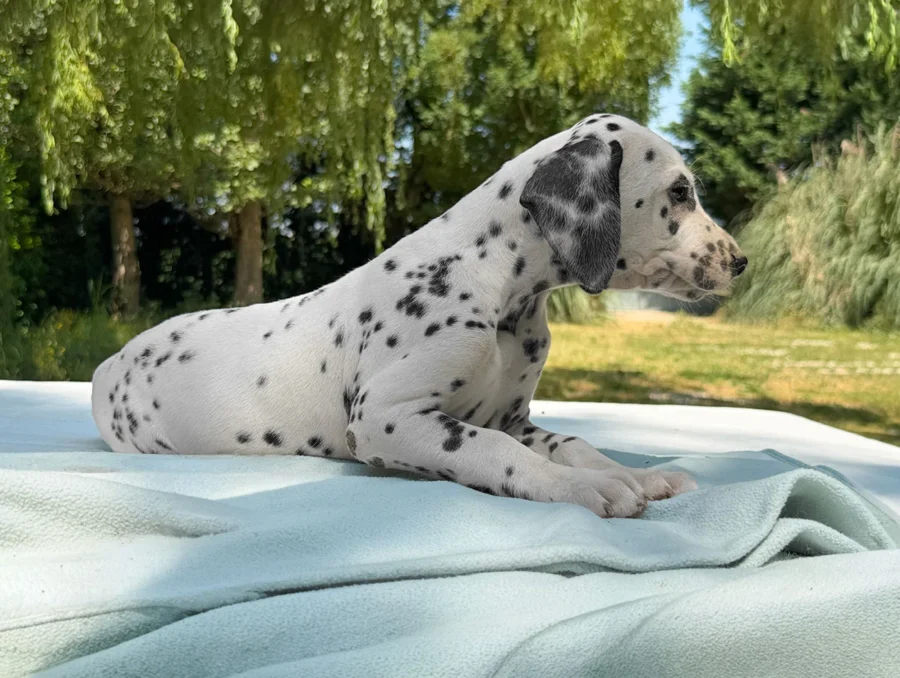 Cuccioli Dalmata