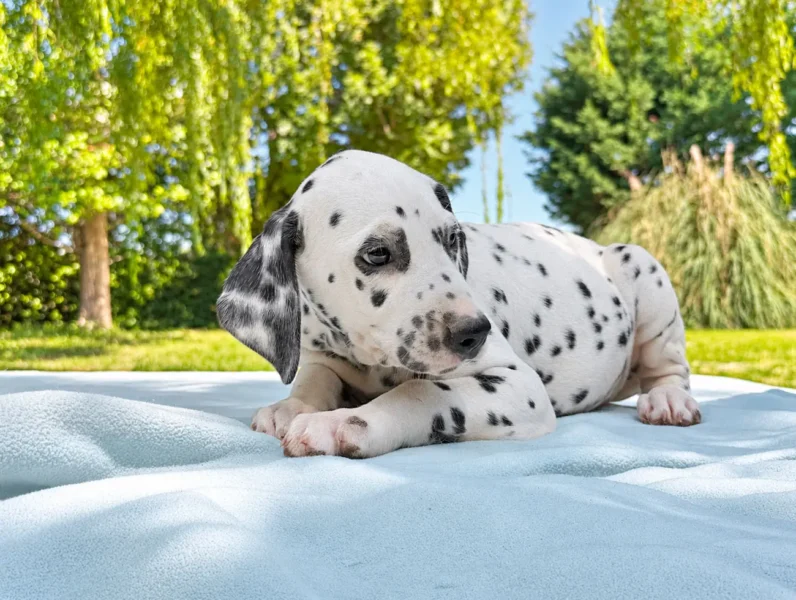Dalmata Weston3 1