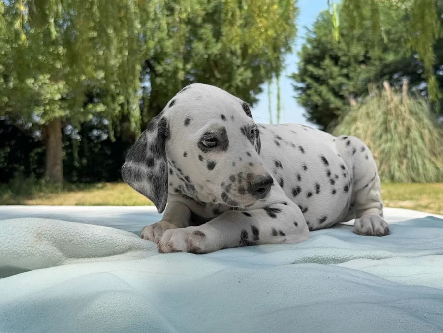 Allevamento Cuccioli Dalmata