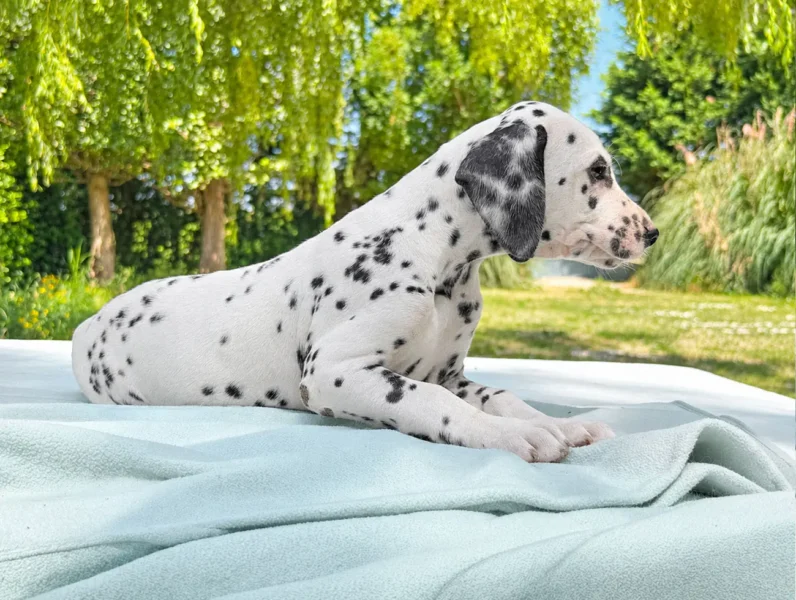 Dalmata Weston4 1