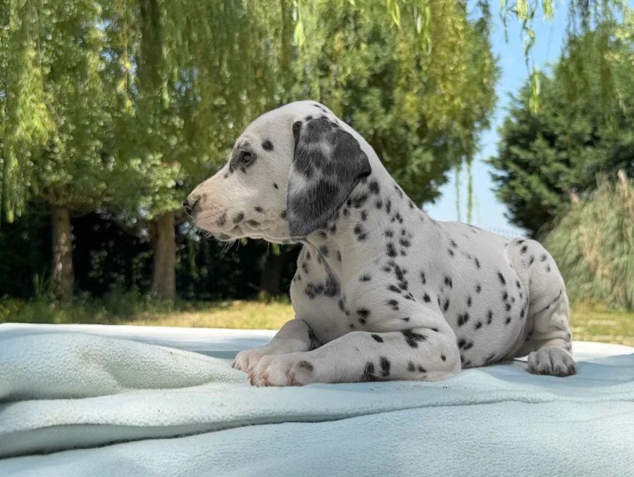 Allevamento Dalmata