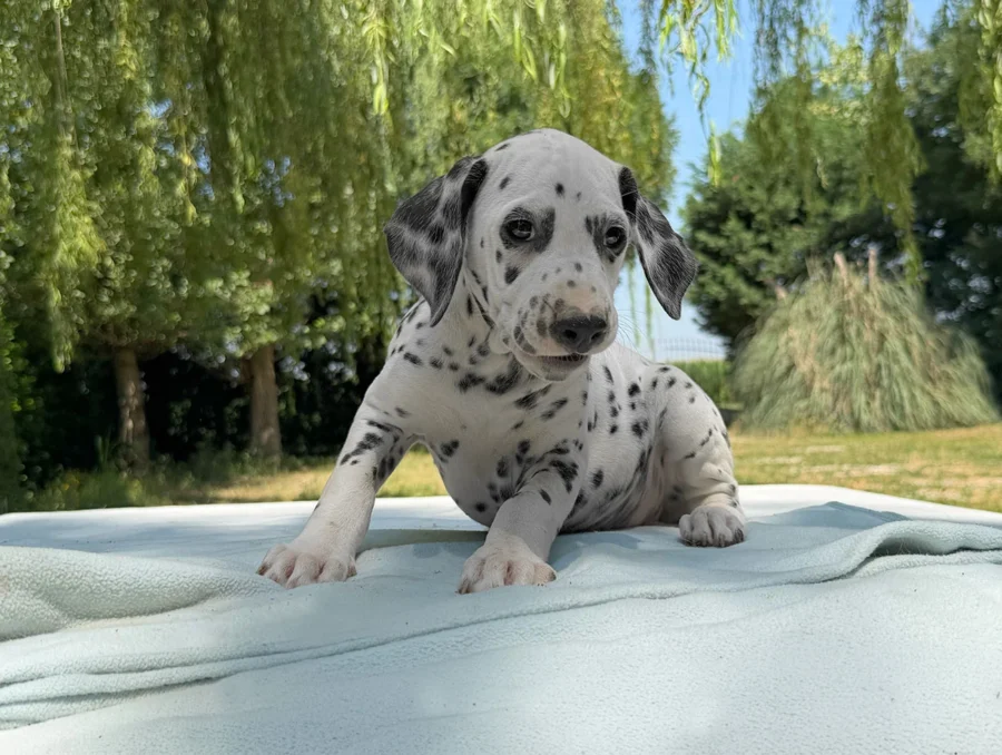 Cuccioli di Dalmata