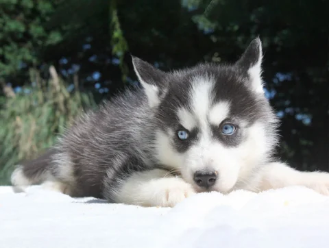 Husky Baxter