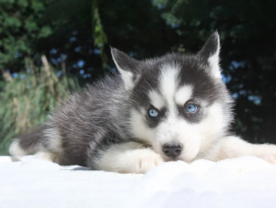 Allevamento Cuccioli Husky