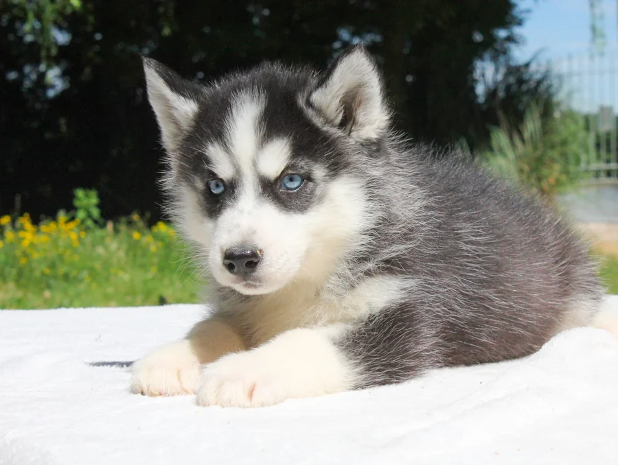 Cuccioli Husky
