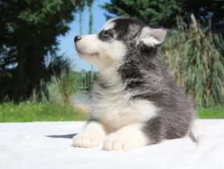 Husky Baxter3