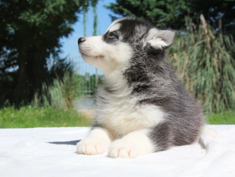 Vendita Cuccioli Husky