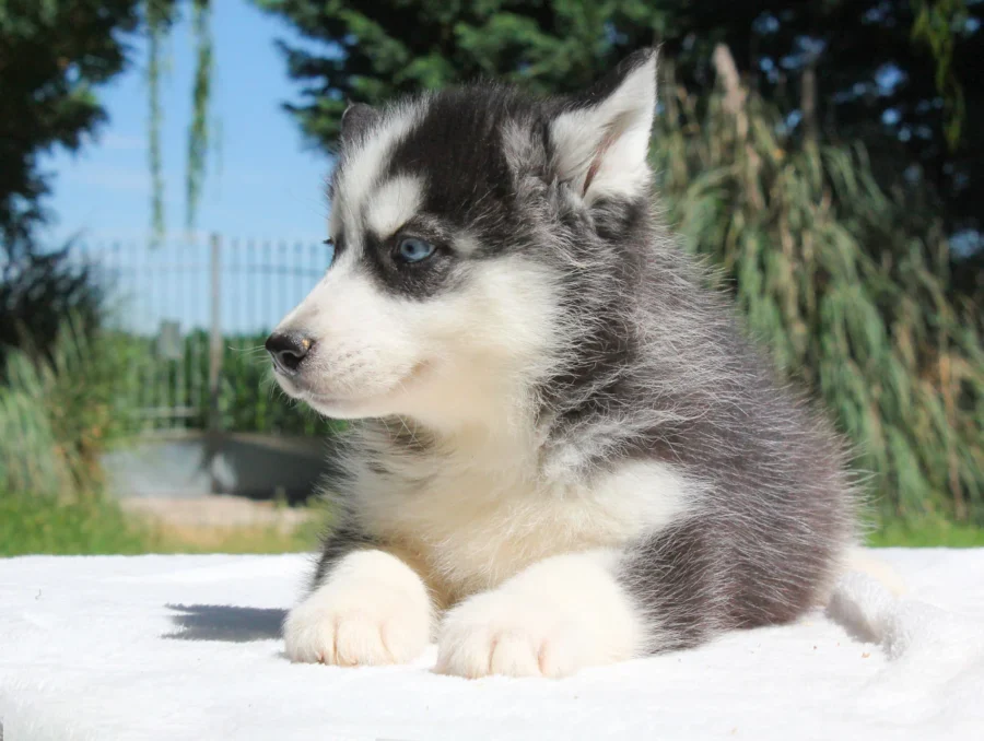 Husky Cuccioli