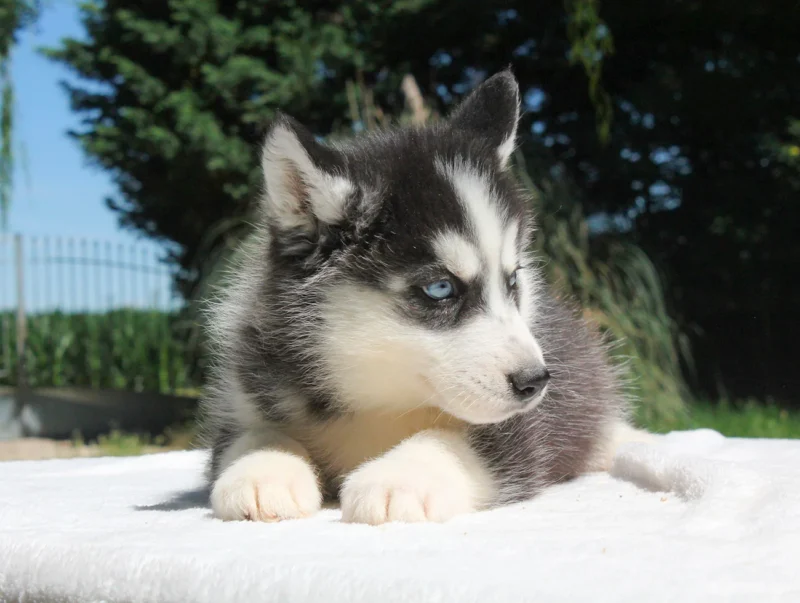 Cuccioli di Husky