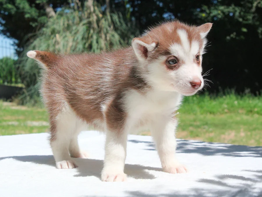 Husky Elisabeth