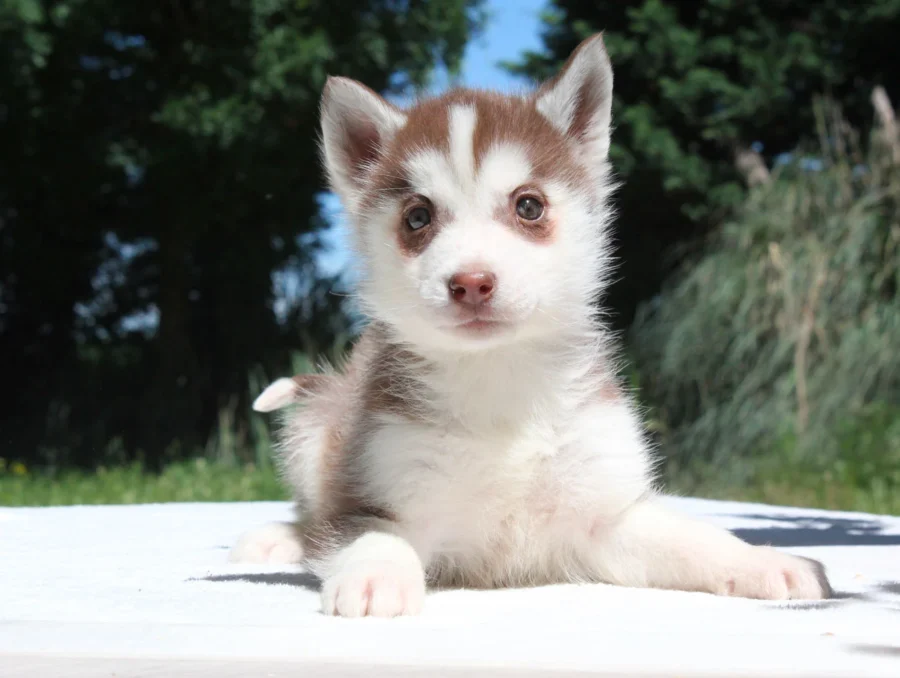 Husky Elisabeth2