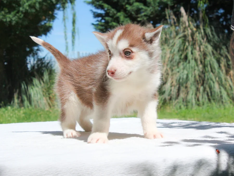 Husky Elisabeth3