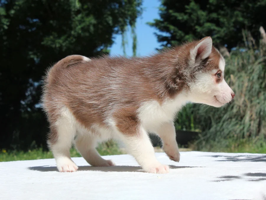 Husky Elisabeth4