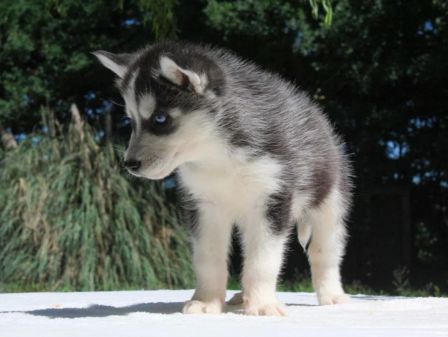 Husky Stacy1