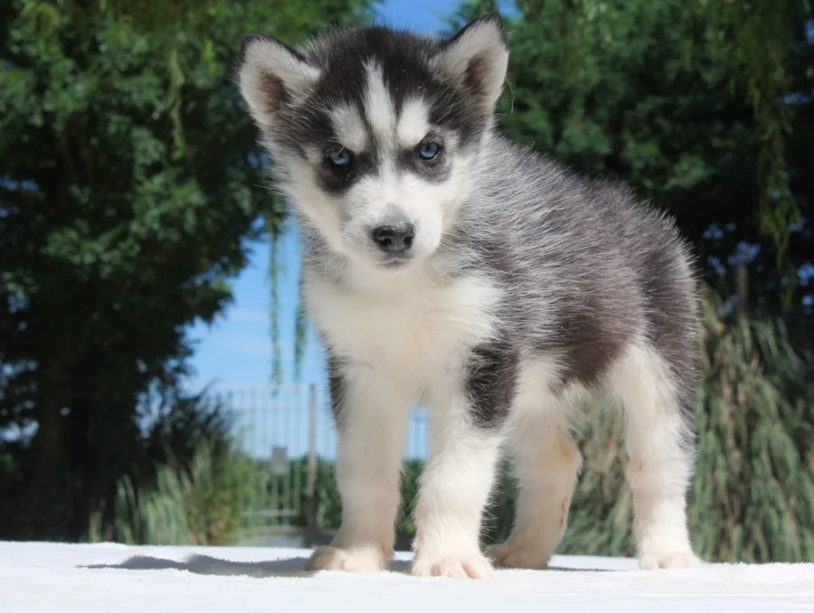 Husky Stacy2