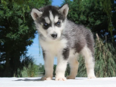 Husky Stacy3