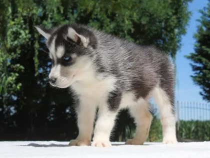 Husky Stacy4