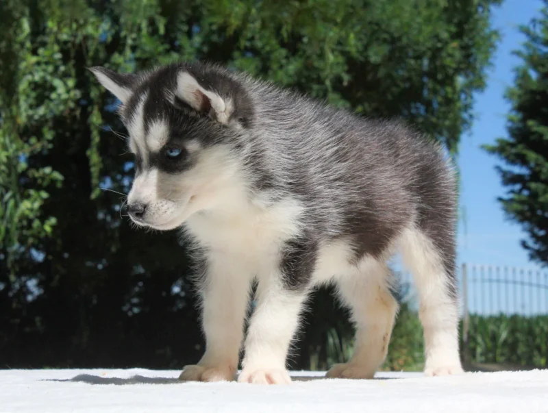 Vendita Cuccioli Husky