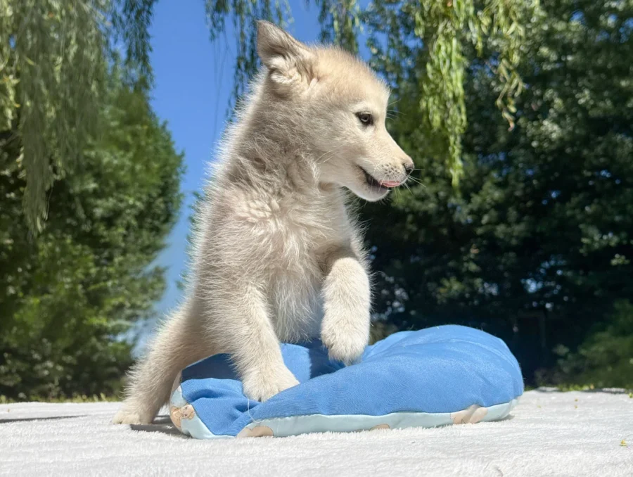 Husky Cuccioli