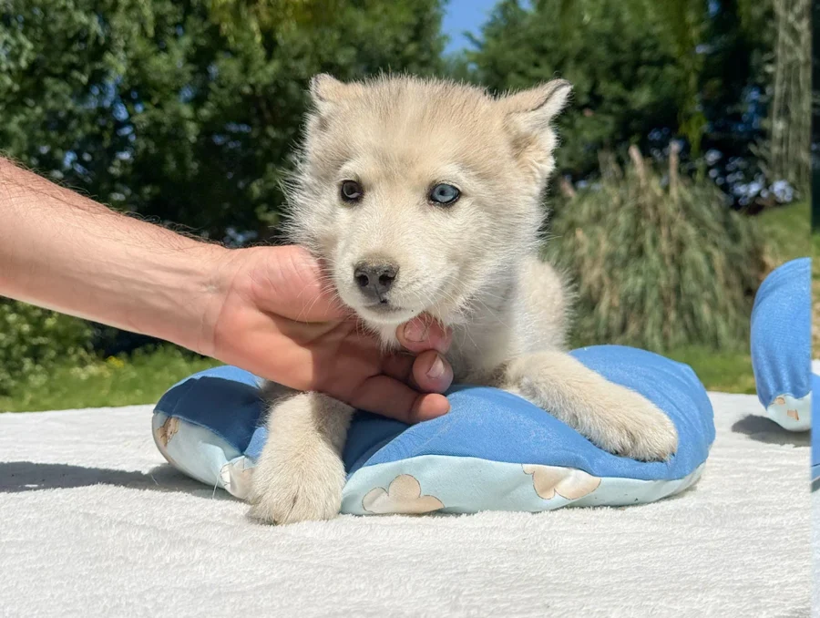 Cuccioli di Husky