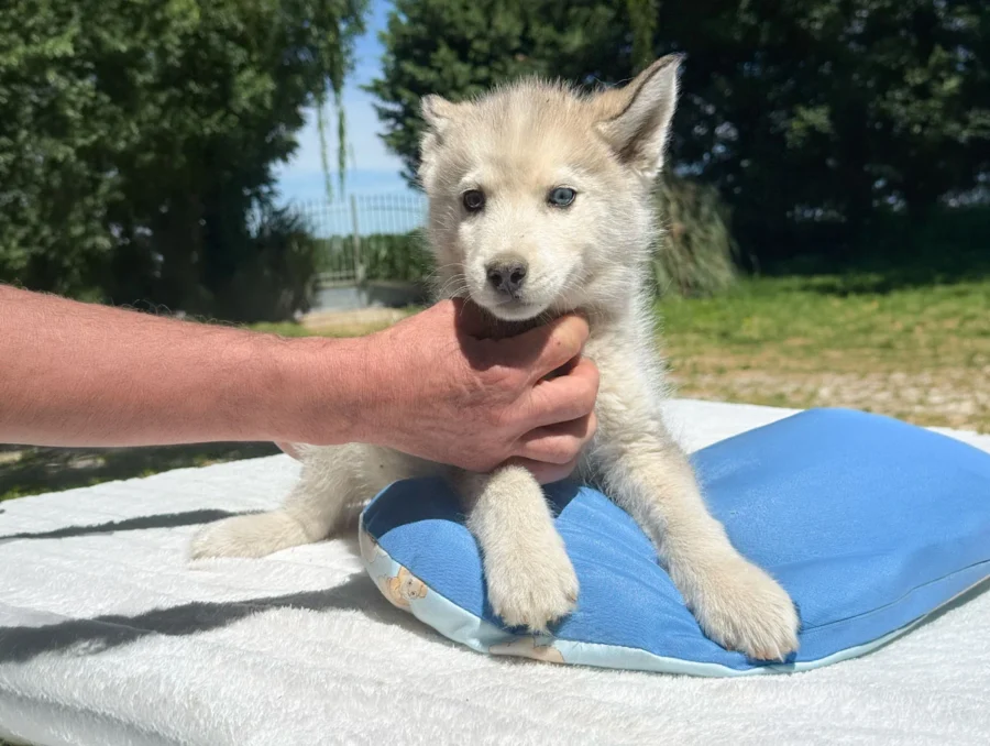 Allevamento Siberian Husky