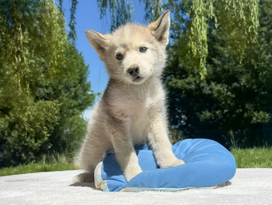 Cuccioli Siberian Husky