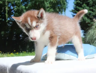 Husky Xeno