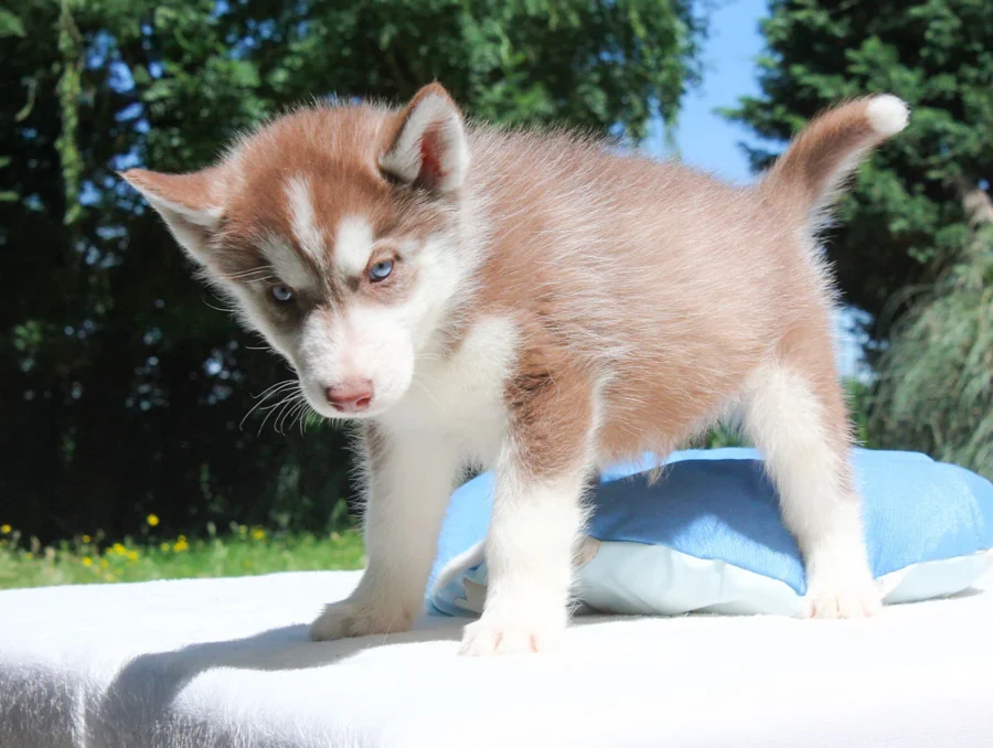 Husky Xeno