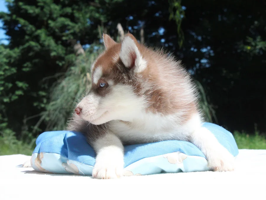 Husky Xeno2