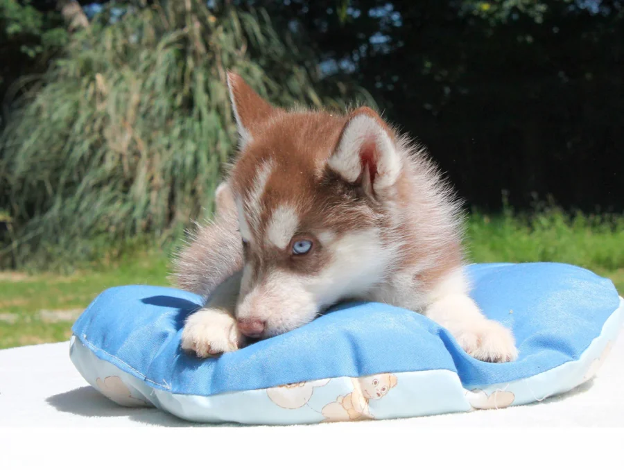 Husky Xeno3