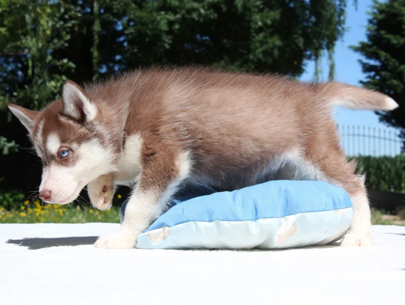 Cuccioli Husky