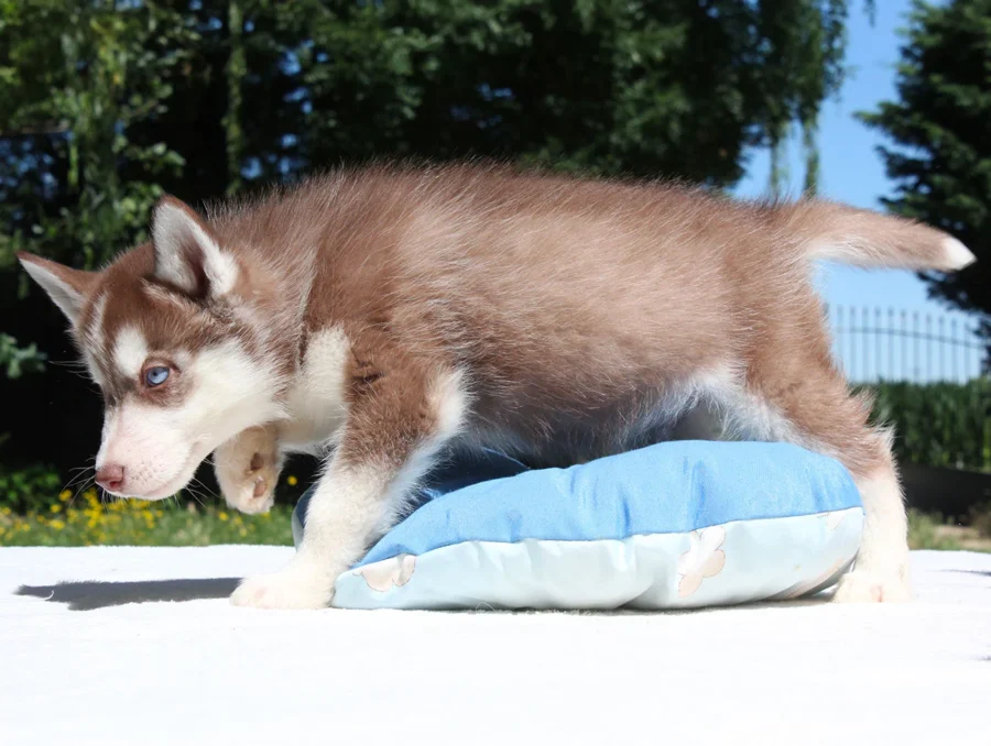Husky Xeno4