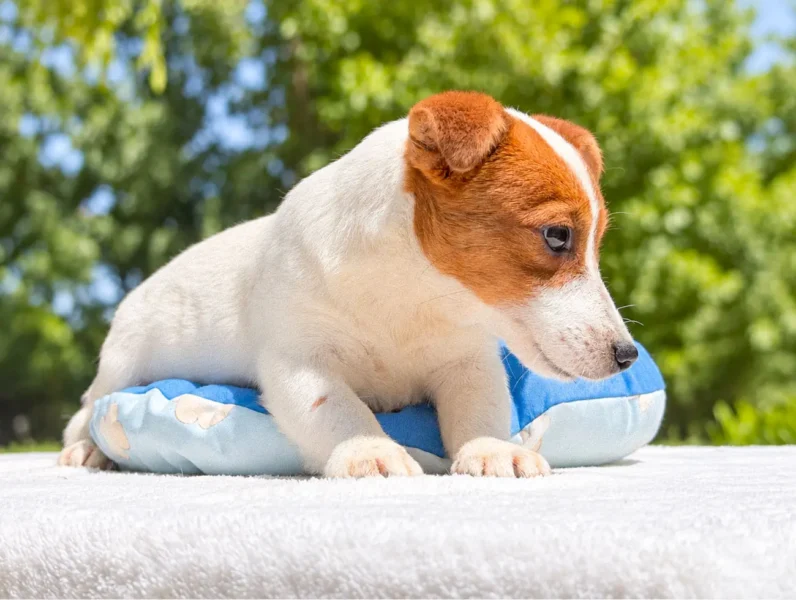 Cuccioli Jack Russell