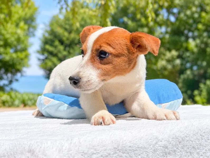 Vendita Cuccioli Jack Russell