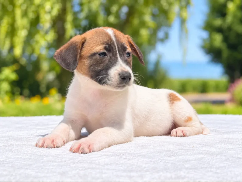 Jack Russell Jina 1