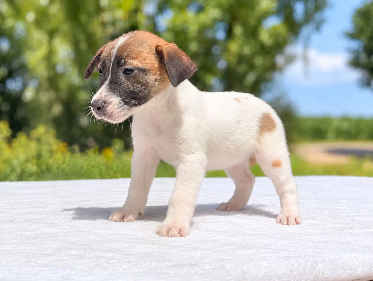 Jina, Jack Russell, femmina, Tricolore