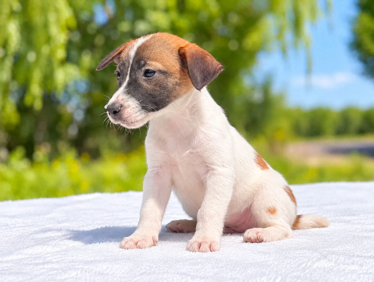 Jina, Jack Russell, femmina, Tricolore