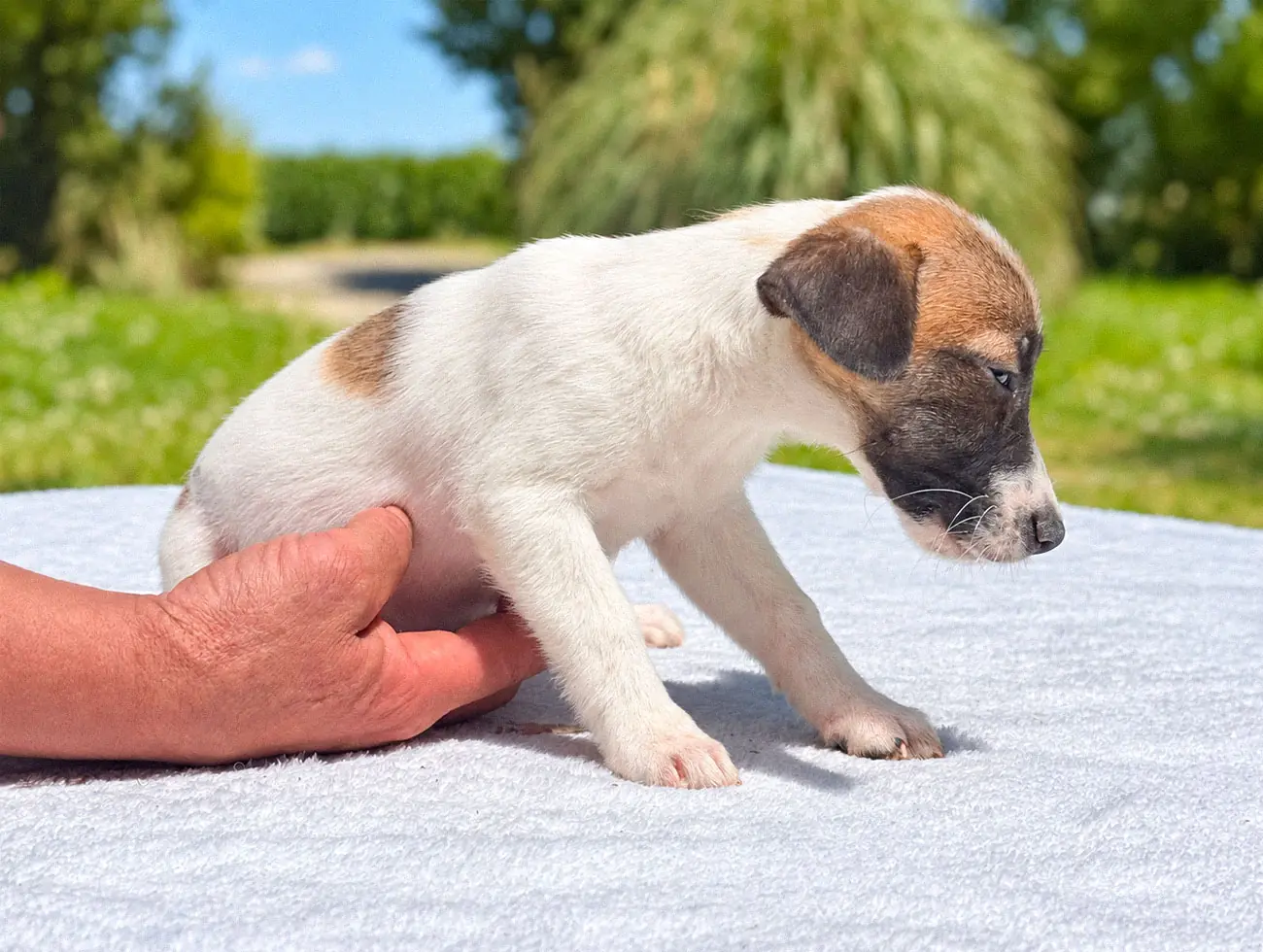 Jina, Jack Russell, femmina, Tricolore