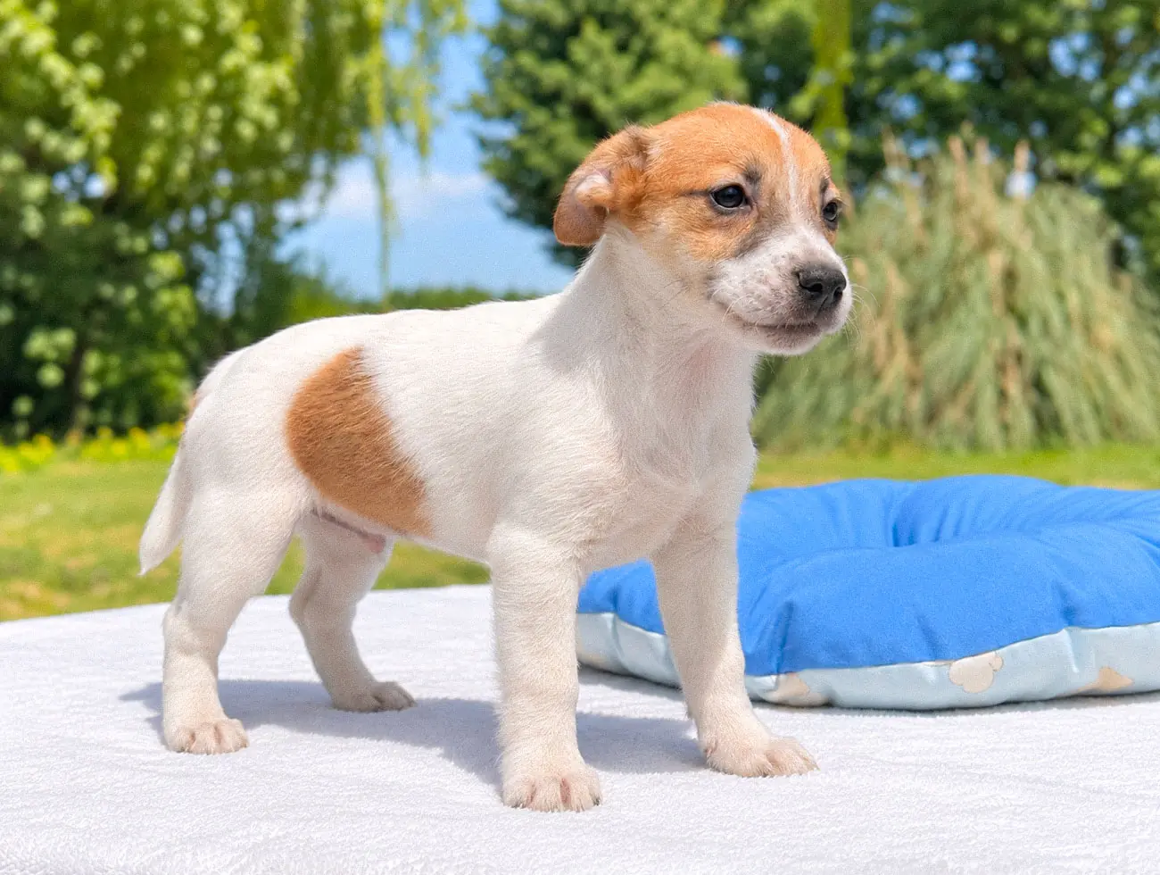 Vendita Cuccioli Jack Russell
