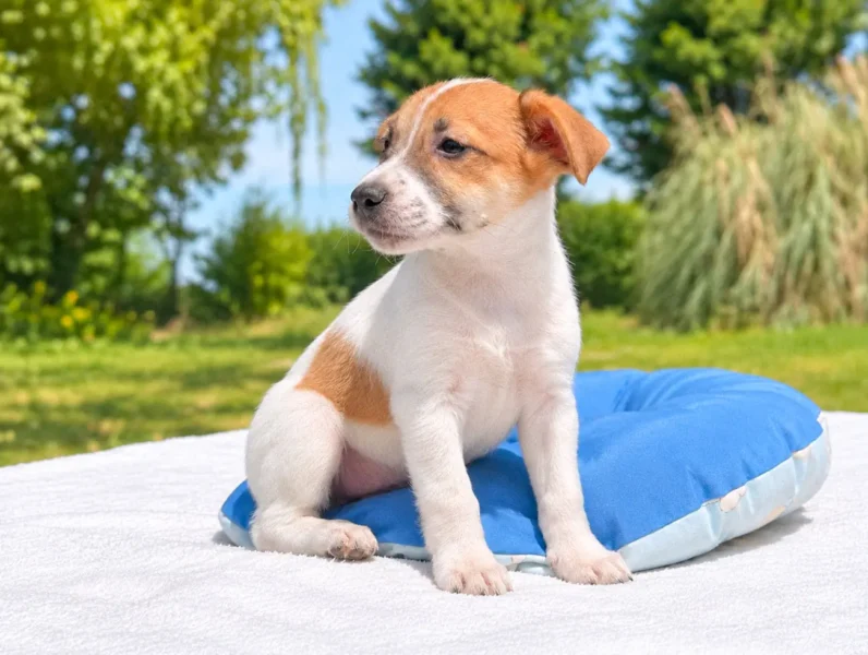 Jack Russell Cuccioli