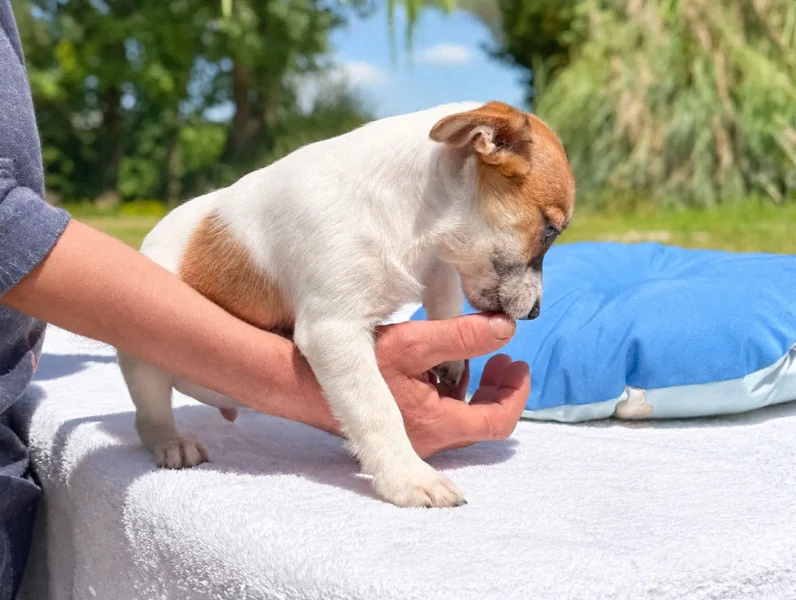 Cuccioli di Jack Russell